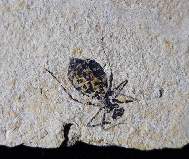 Libellula doris HEER 1849 - Bild © FossNet FossilienStore